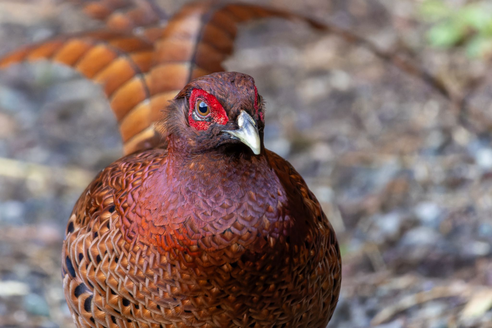 Photo of Copper Pheasant at  by そいぎんた