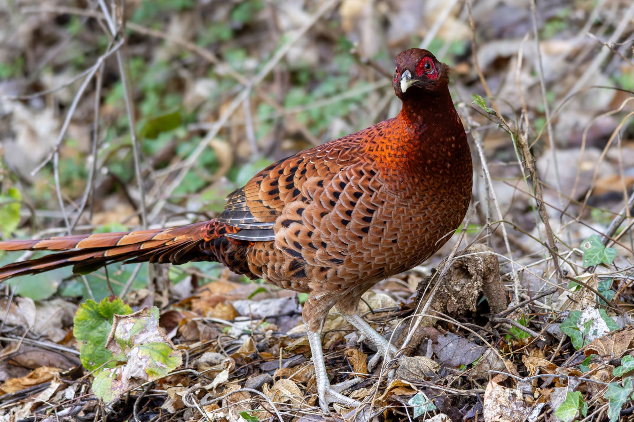Photo of Copper Pheasant at  by そいぎんた