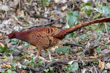 Copper Pheasant Unknown Spots Mon, 1/29/2024