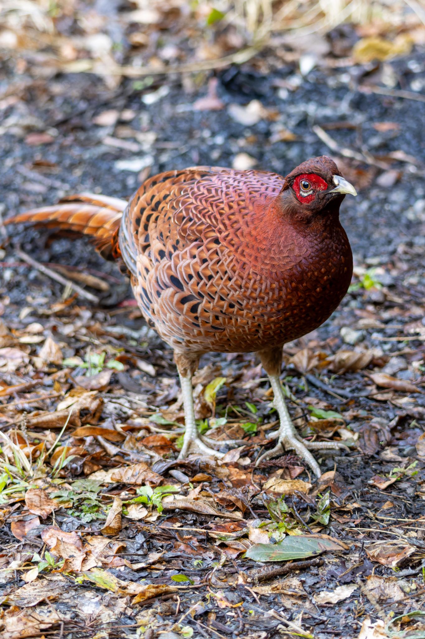Photo of Copper Pheasant at  by そいぎんた