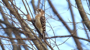Japanese Pygmy Woodpecker 水戸 Mon, 2/12/2024