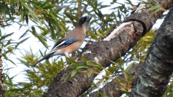 Eurasian Jay 水戸 Mon, 2/12/2024