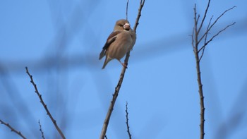 Hawfinch 水戸 Mon, 2/12/2024