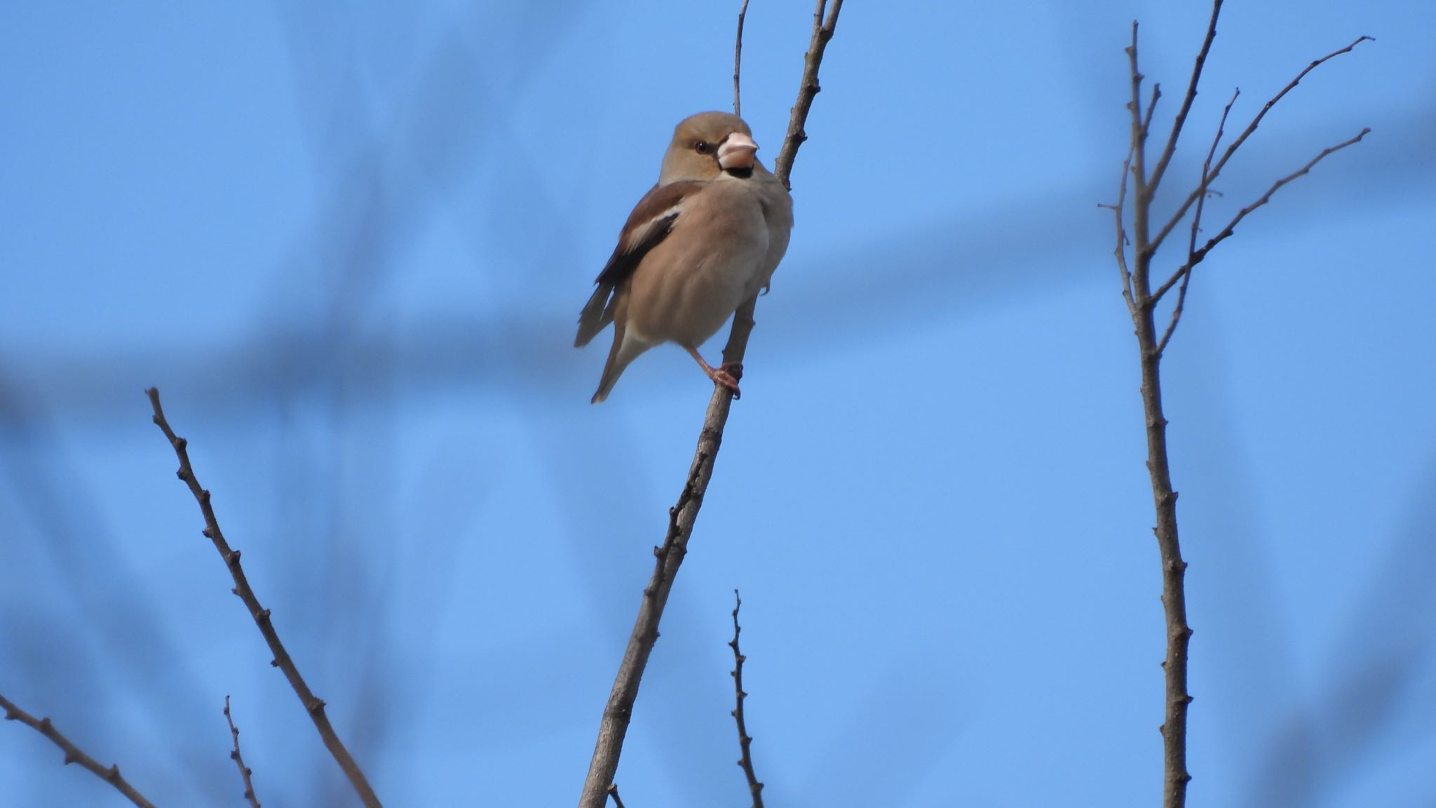 Photo of Hawfinch at 水戸 by Koutoku