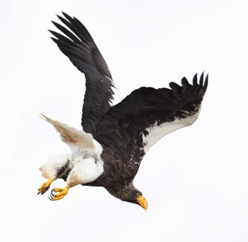 Steller's Sea Eagle 納沙布岬 Fri, 12/29/2023