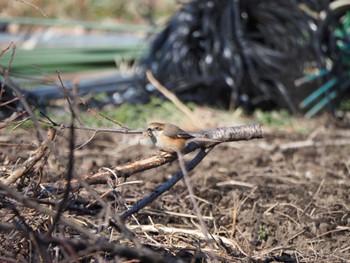 Bull-headed Shrike 宇都宮市 Mon, 2/12/2024