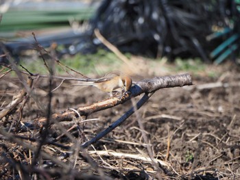 Bull-headed Shrike 宇都宮市 Mon, 2/12/2024