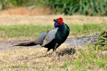 Mon, 4/23/2018 Birding report at 加木屋緑地