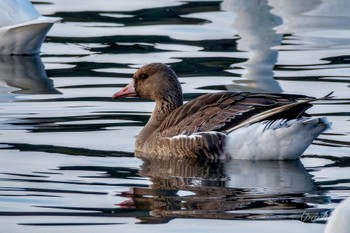 Greater White-fronted Goose 夏目の堰 (八丁堰) Sat, 2/10/2024