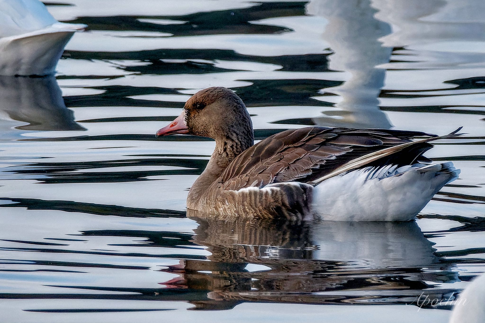 Greater White-fronted Goose