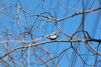 2024年2月12日(月) 見沼自然公園の野鳥観察記録