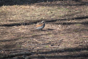 ツグミ 見沼自然公園 2024年2月12日(月)