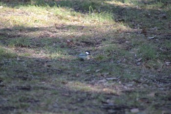 シジュウカラ 見沼自然公園 2024年2月12日(月)