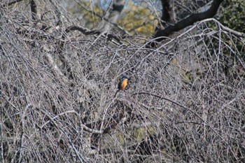 カワセミ 見沼自然公園 2024年2月12日(月)