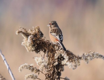 Siberian Long-tailed Rosefinch 平城宮跡 Sun, 2/11/2024