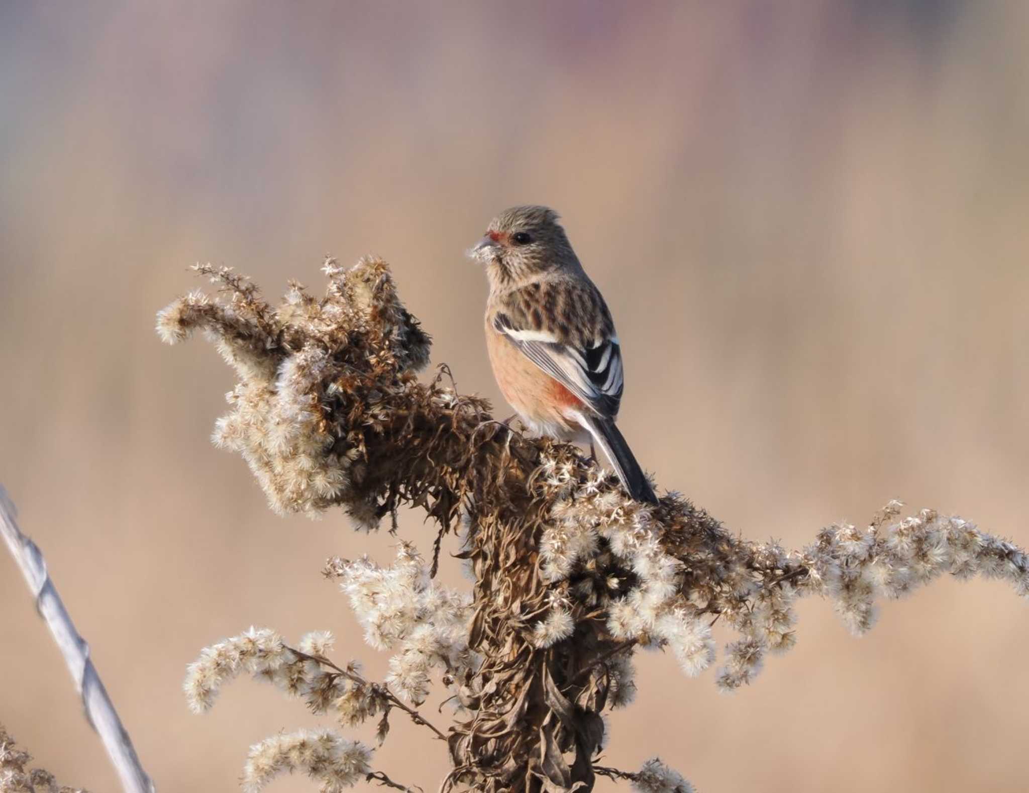 Photo of Siberian Long-tailed Rosefinch at 平城宮跡 by Tetsuya