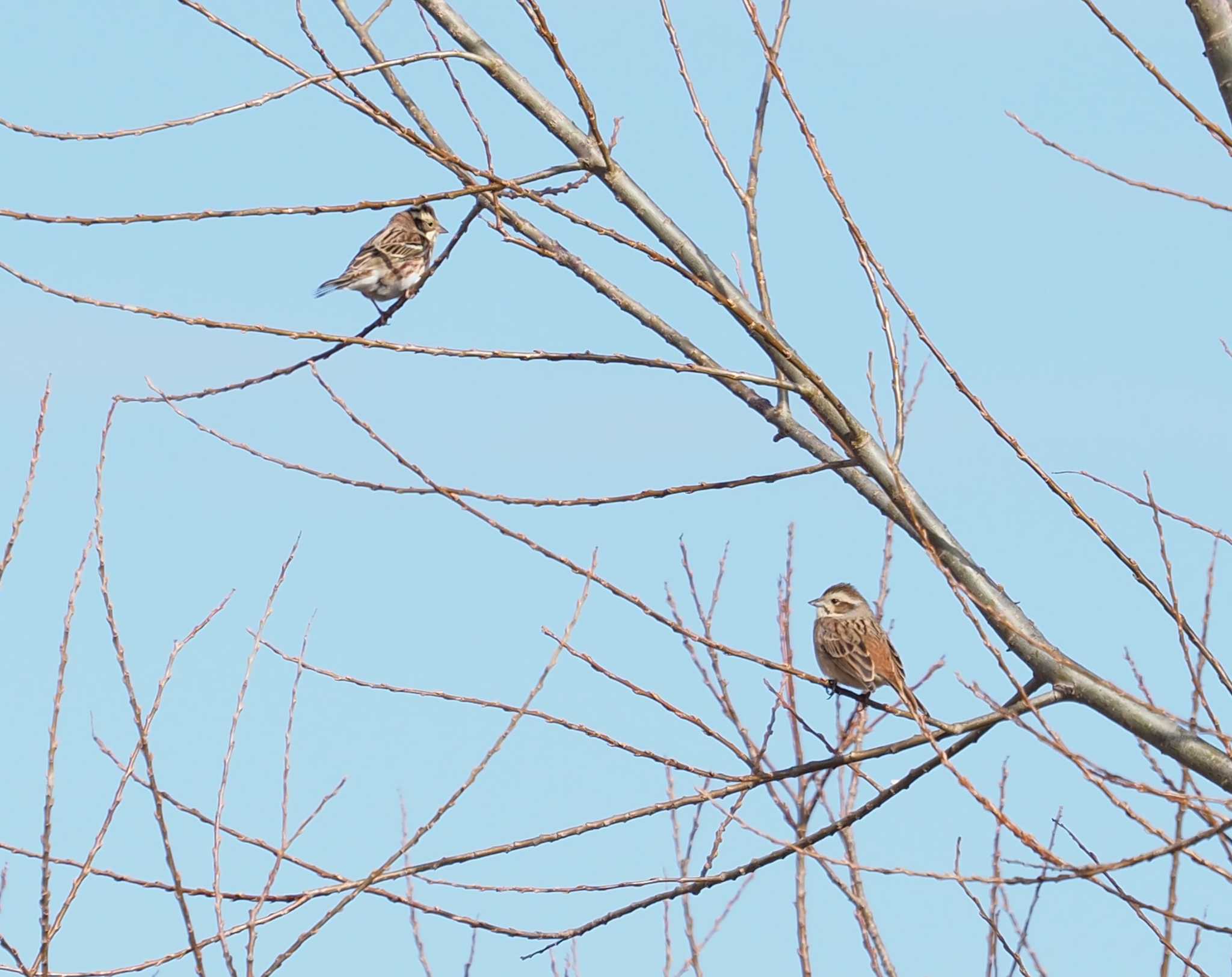 Photo of Rustic Bunting at 多摩川二ヶ領宿河原堰 by でこまる