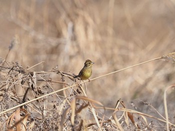 2024年2月11日(日) 多摩川二ヶ領宿河原堰の野鳥観察記録