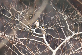 Japanese Grosbeak 丹沢湖・世附川 Sat, 2/10/2024