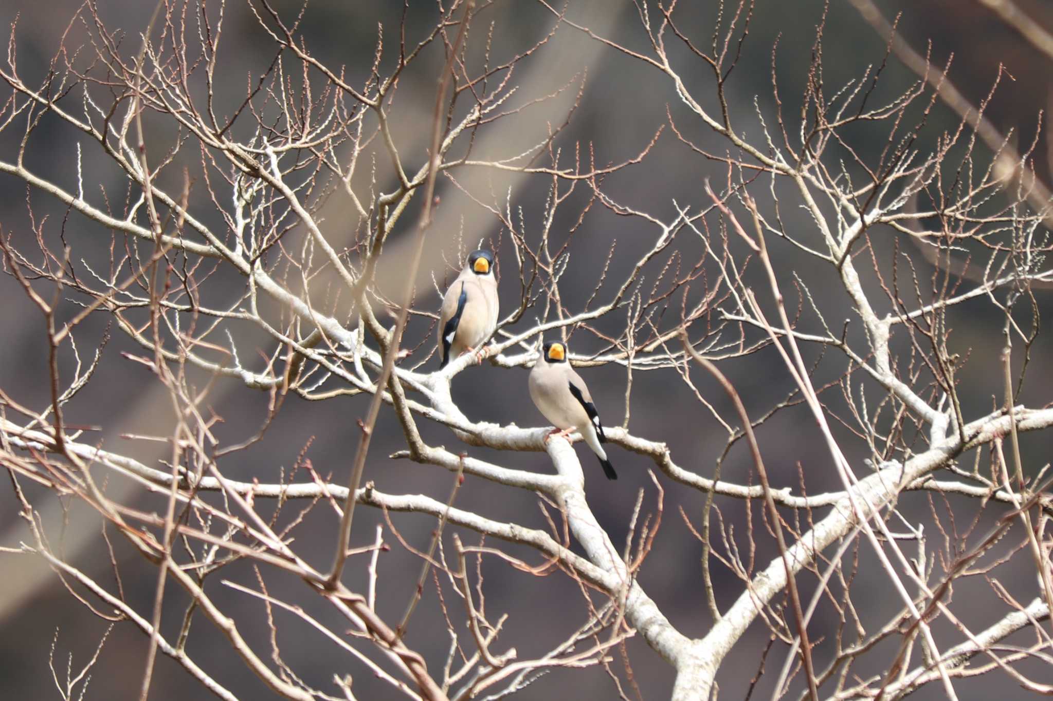 Japanese Grosbeak