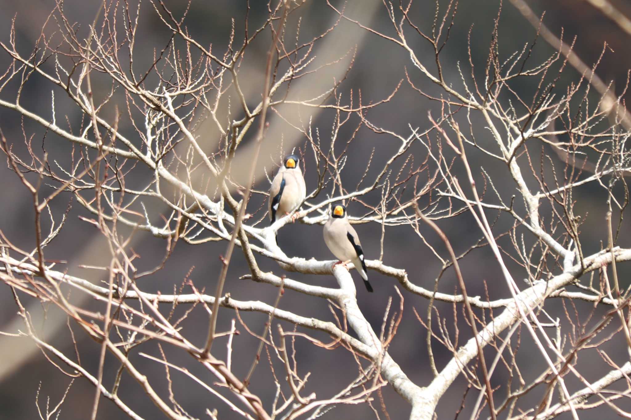 Japanese Grosbeak