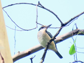 Sacred Kingfisher Penrith, NSW, Australia Sun, 1/28/2024