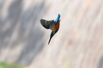 Common Kingfisher 夙川河川敷緑地(夙川公園) Sun, 2/11/2024