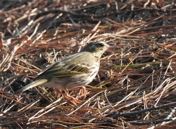 Olive-backed Pipit 大室公園 Fri, 2/9/2024