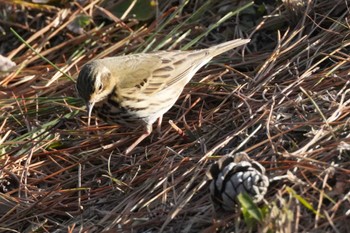 Olive-backed Pipit 大室公園 Fri, 2/9/2024