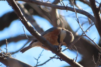 2024年2月12日(月) 石神井公園の野鳥観察記録