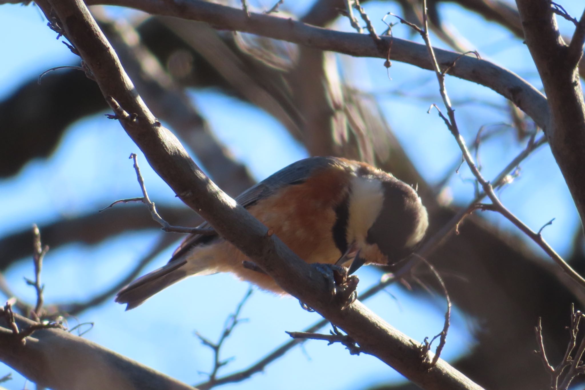 Varied Tit