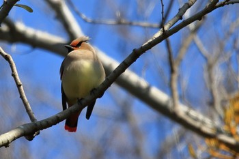 Japanese Waxwing 岡崎城 Sun, 2/11/2024