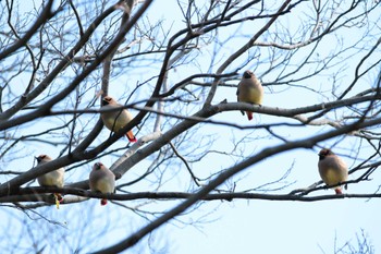 Japanese Waxwing 岡崎城 Sun, 2/11/2024