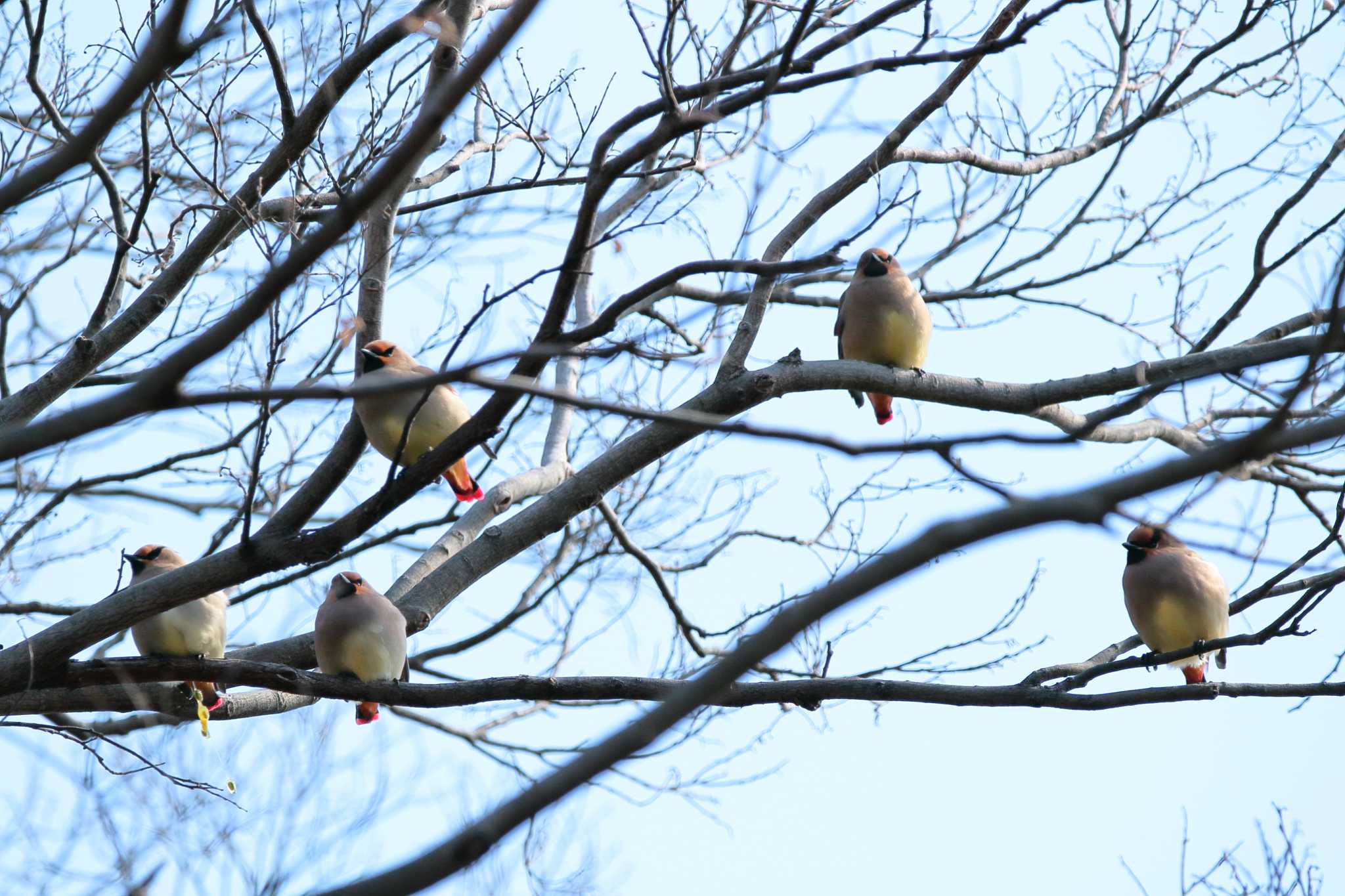 Japanese Waxwing