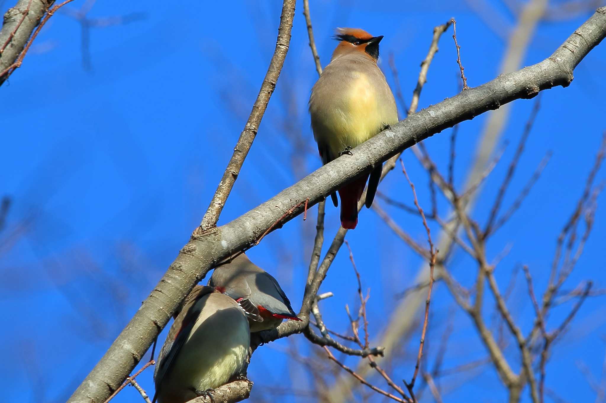 Japanese Waxwing