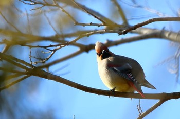 Japanese Waxwing 岡崎城 Sun, 2/11/2024