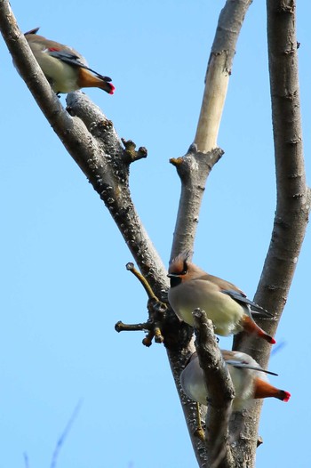 Japanese Waxwing 岡崎城 Sun, 2/11/2024