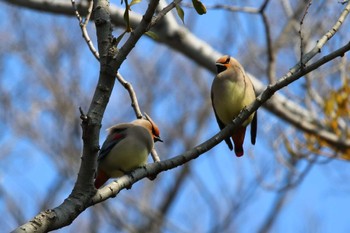 Japanese Waxwing 岡崎城 Sun, 2/11/2024