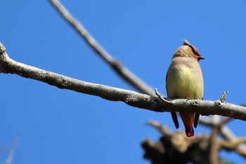 Japanese Waxwing 岡崎城 Sun, 2/11/2024