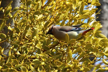 Japanese Waxwing 岡崎城 Sun, 2/11/2024