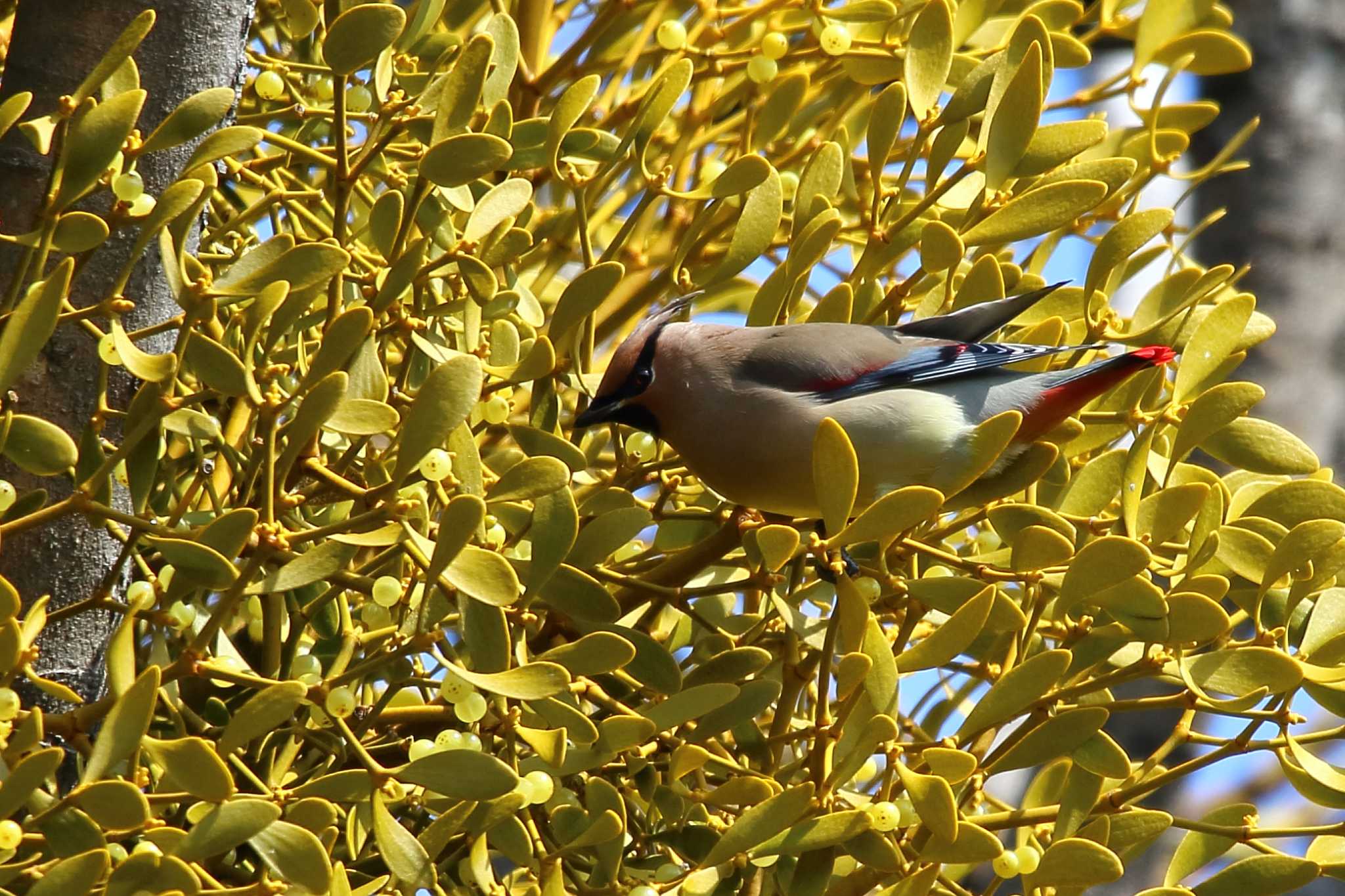 Japanese Waxwing