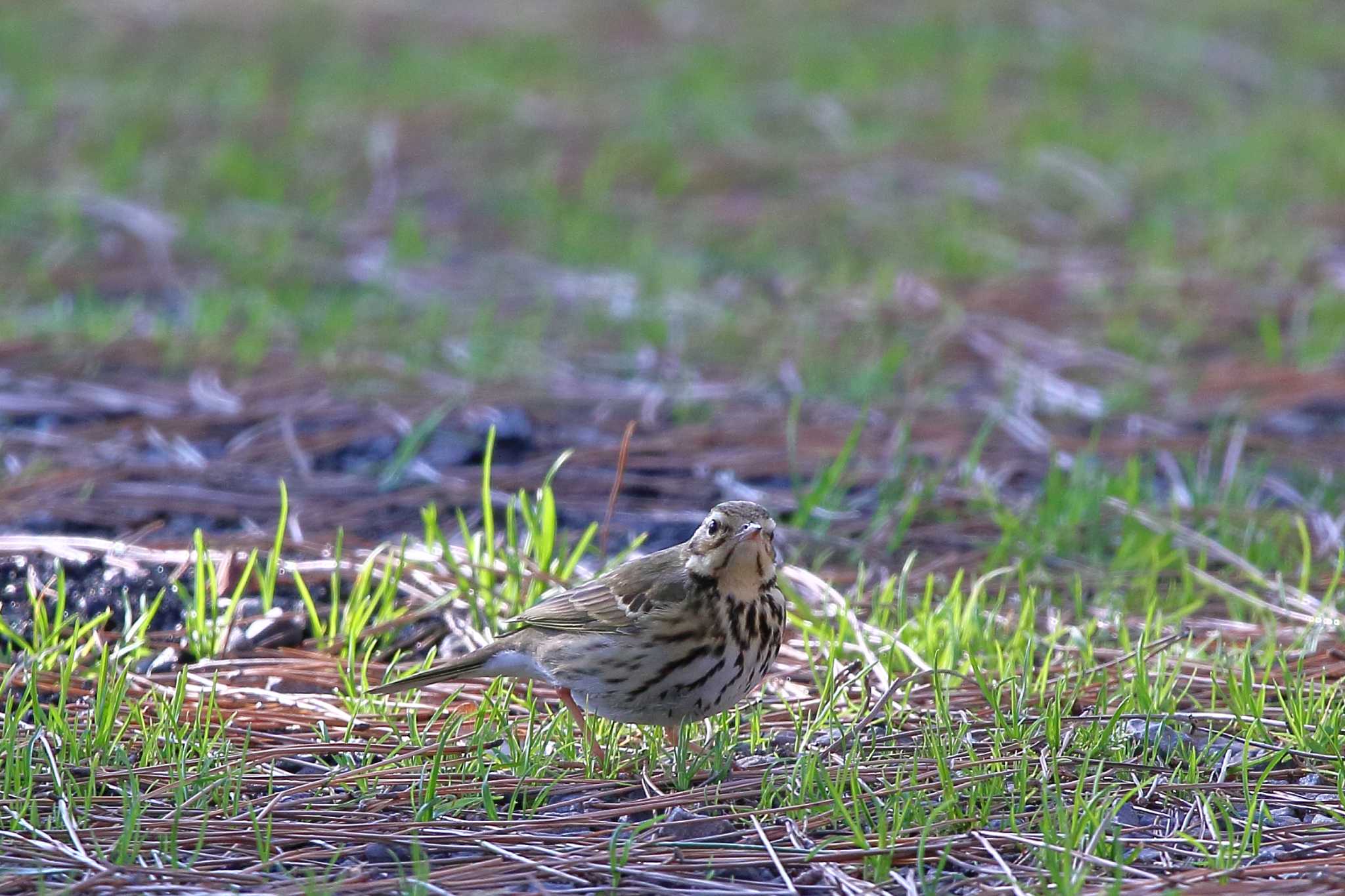 Olive-backed Pipit