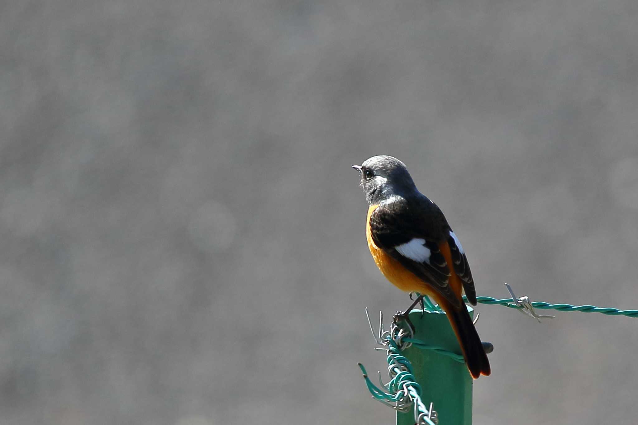 Photo of Daurian Redstart at 岡崎城 by Button-Down Freak