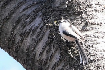 エナガ 長沼公園 2024年2月12日(月)