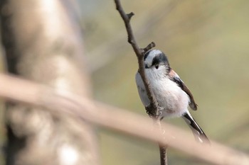 Long-tailed Tit 岡崎城 Sun, 2/11/2024