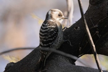 Japanese Pygmy Woodpecker 黒川清流公園 Mon, 2/12/2024