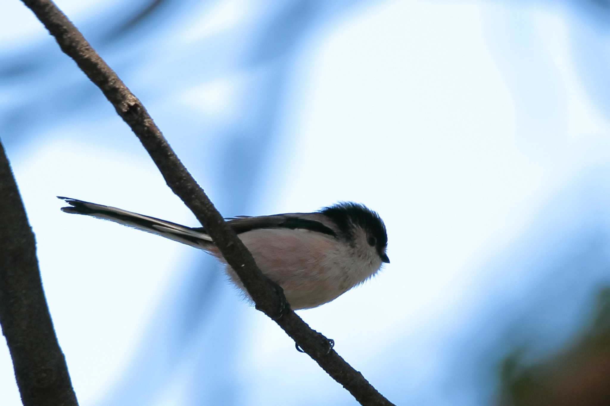 Long-tailed Tit