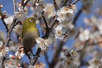 Warbling White-eye 日野市 Mon, 2/12/2024