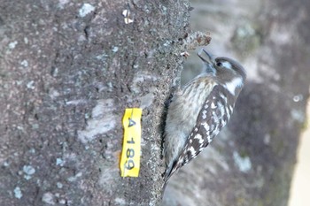 Japanese Pygmy Woodpecker 岡崎城 Sun, 2/11/2024