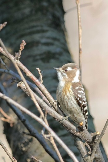 Japanese Pygmy Woodpecker 岡崎城 Sun, 2/11/2024